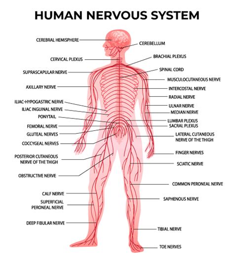 Peripheral Nervous System Anatomy