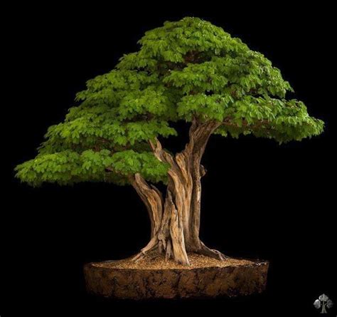 Majestueux | Bonsai tree, Bonsai, Bonsai styles