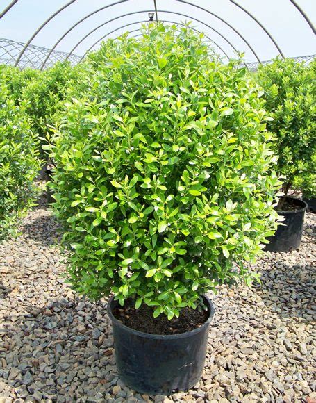 Ilex glabra compacta ‘F & F’ - Moon Nurseries