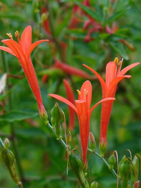 Hummingbird Plants: 25+ Of The Best Flowers That Attract Hummingbirds ...