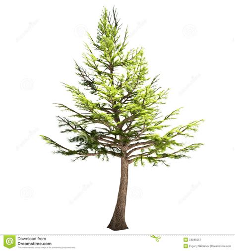 Cedar tree clipart - Clipground