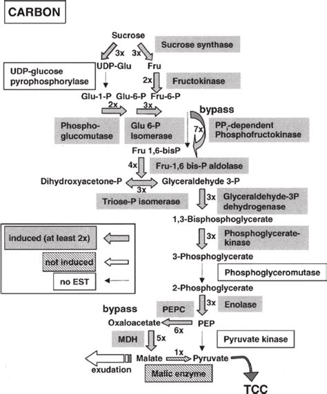 4 Schematic representation of sucrose (carbon) metabolism through... | Download Scientific Diagram