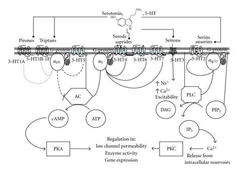 Serotonin main signaling pathways. 5-HT or agonists/antagonists for... | Download Scientific Diagram