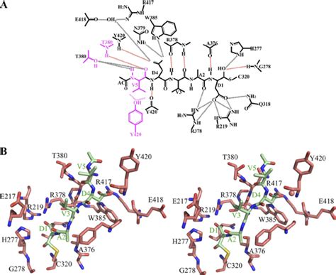 Caspase-2 interactions with peptide inhibitors. A , schematic diagram ...