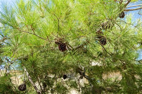 How to Grow and Care for Aleppo Pine