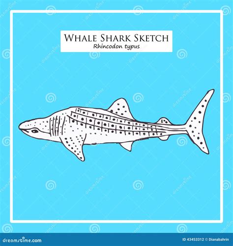 Whale Shark sketch stock vector. Illustration of drawn - 43453312