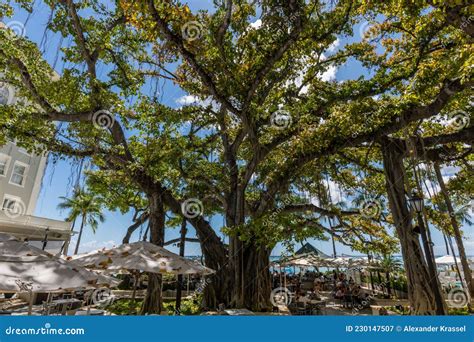 Beautiful Banyan Tree at the Waikiki Beach in Honolulu, Oahu Editorial Photography - Image of ...