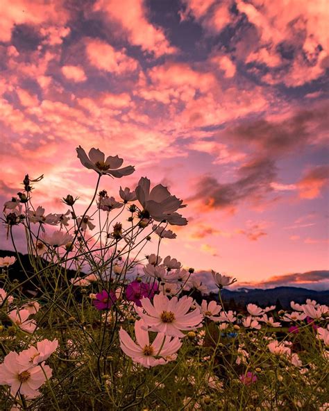 @oo9ma on Instagram: “#昨日の空 #夕方 #夕焼け #雲 #秋桜 #キタムラ写真投稿 #ニコン倶楽部 #垂井町インスタ部 #world_bestsky # ...