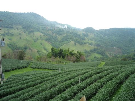 Mae Salong- beautiful highlands and tea plantation – Let's visit Thailand