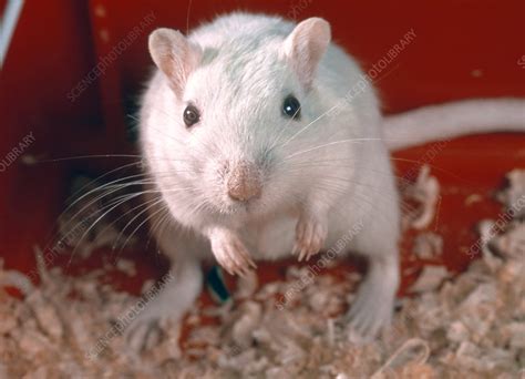 Laboratory mouse - Stock Image - G352/0086 - Science Photo Library