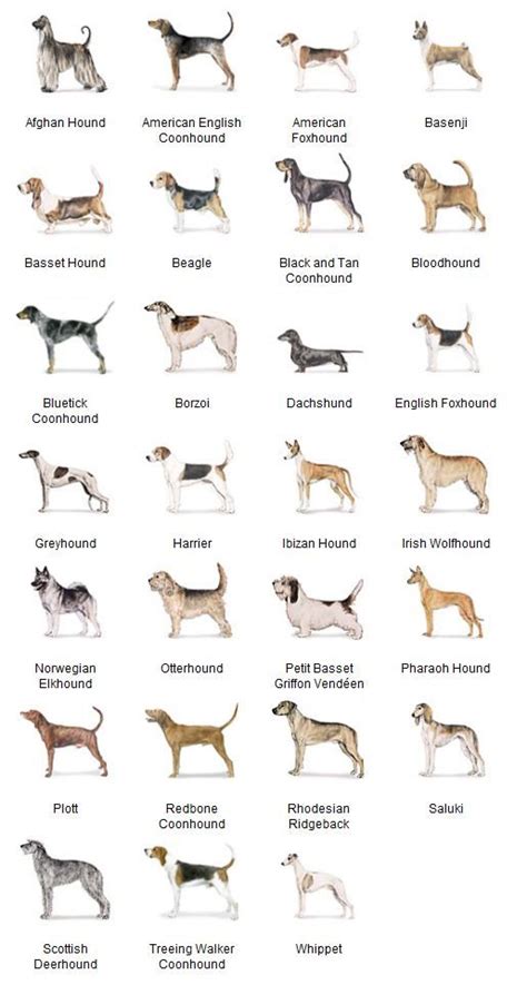 AKC Breeds by Group - Hound Dogs 2 of 7 | Akc dog breeds, Dog breeds chart, Hound dog breeds