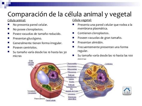 Comparación entre una célula vegetal y una célula animal. | Procariota y eucariota, Celula ...