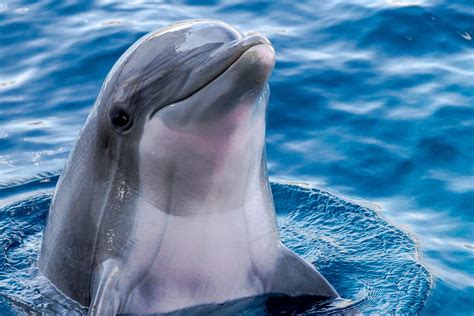 What is the biggest dolphin in the world?