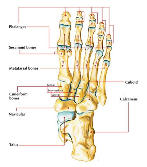 The Fourth Metatarsal – Earth's Lab