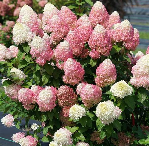 Quick Fire Fab™ Panicle Hydrangea (Paniculata) | Panicle hydrangea ...