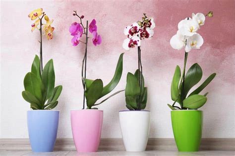 Orchid Types: Complete Guide - Rural Living Today