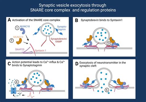 SNAREopathies in epilepsies and neurodevelopmental disorders | Beyond the Ion Channel