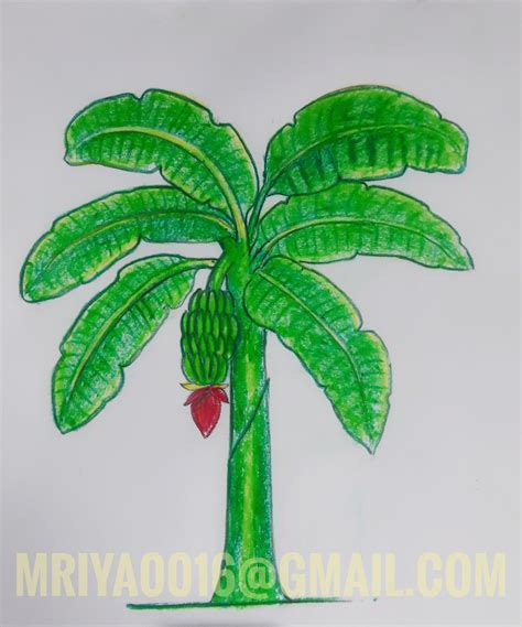 Banana tree painting | Tree drawing simple, Art drawings for kids, Oil pastel drawings