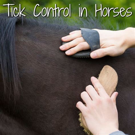 Tick Control in Horses: What You Need to Know | Horses, Horse care tips, Ticks