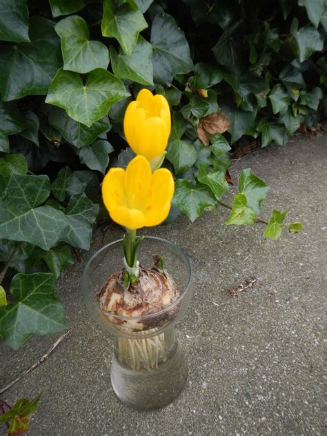 Buy Sternbergia lutea Bulbs Online - Autumn, Autumn Flowering Bulbs, Sternbergia lutea- Bloms ...