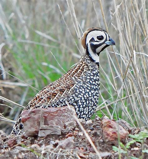 Montezuma Quail (Cyrtonyx montezumae) by Jerry_Oldenettel | Spezies