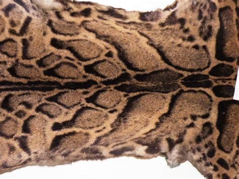 Clouded leopard (late) | Skin of a clouded leopard (Neofelis… | Flickr