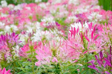 Cleome Care: Complete Growing Guide - Garden Lovers Club