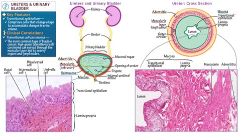 Histology: Ureters and Urinary Bladder (urothelium) | ditki medical & biological sciences