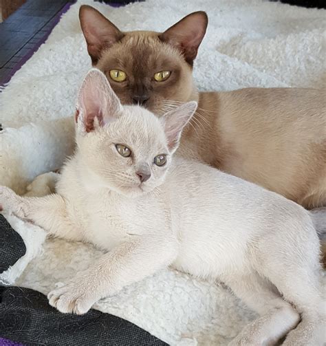 Burmese Kittens | Melbourne, AU | Amalea Burmese Cats