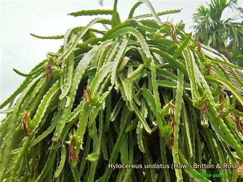 Medicinal Plants: Hylocereus undatus