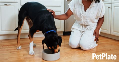 Human-Grade Dog Food: How to Feed Your Dog the Best | PetPlate