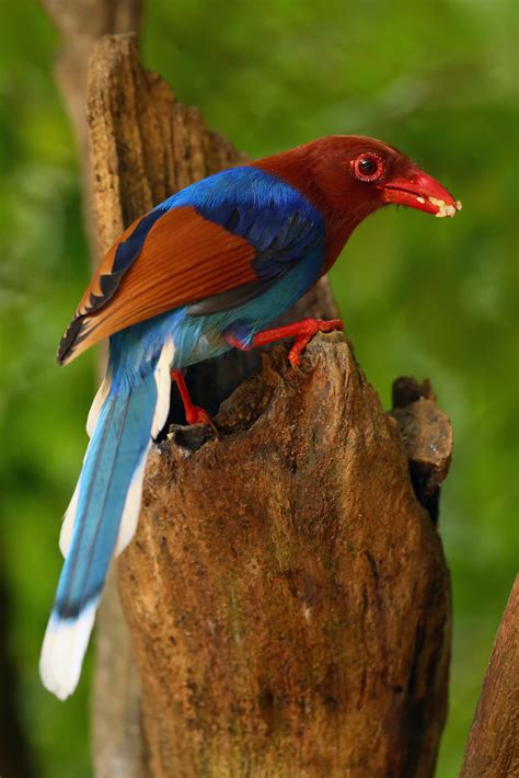 Sri Lanka Blue Magpie – Nature Travel Birding