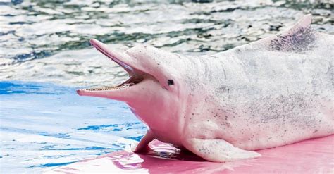 Dolphin - A-Z Animals