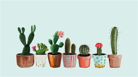 Succulent, Cactus Aesthetic HD wallpaper | Pxfuel