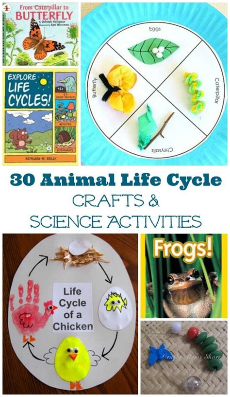 30 Life Cycle Activities for Animals & Insects | Insect life cycle ...