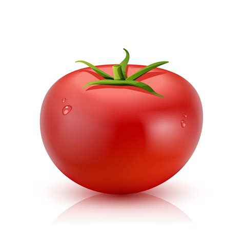 Realistic Tomato Isolated 467448 Vector Art at Vecteezy