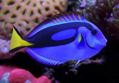 Blue And Yellow Hippo Tang (paracanthurus Hepatus Var.) Photos