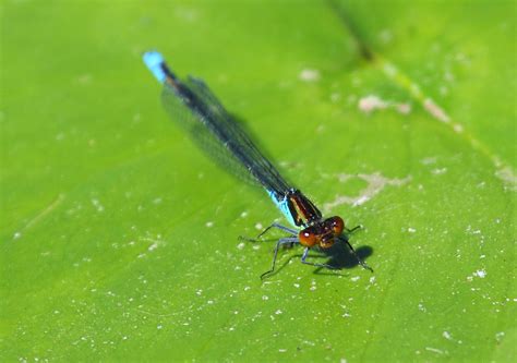 Blue Dragonfly Free Stock Photo - Public Domain Pictures