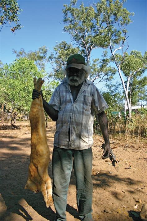 Australia has been invaded by giant feral cats | Grist