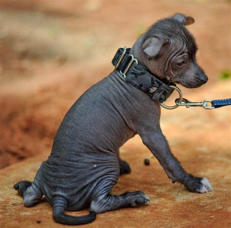 5 Things to Know About the Xoloitzcuintli - Petful