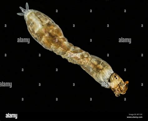 Simulium hi-res stock photography and images - Alamy