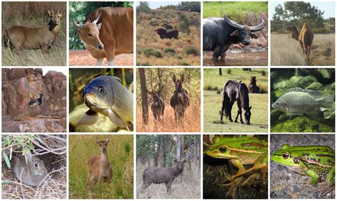 Non-native species should count in conservation – even in Australia