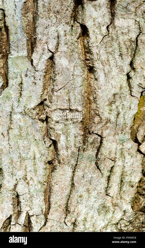 Walnut tree bark hi-res stock photography and images - Alamy