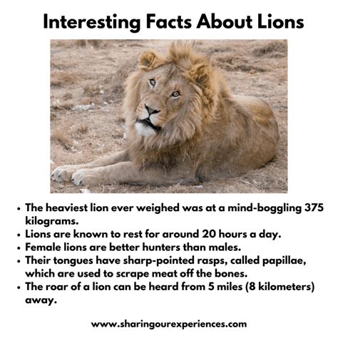 5 Facts About Lions Some Interesting Facts