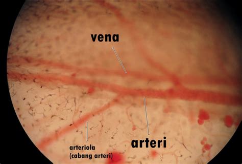 Fisiologi Hewan : Laporan Praktikum Observasi Pembuluh Darah Kapiler Pada Kecebong