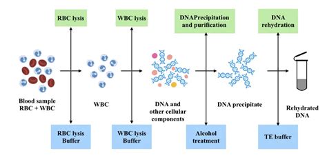 How To Extract DNA From Whole (Fresh), Frozen, Dried and Clotted Blood ...