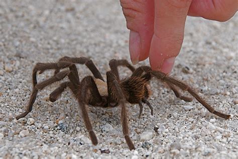 Tarantula Bite | Although this photo shows Yadyra's fingers,… | Flickr