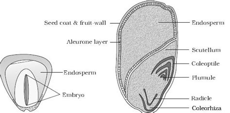 Structure of Monocotyledonous Seed - QS Study