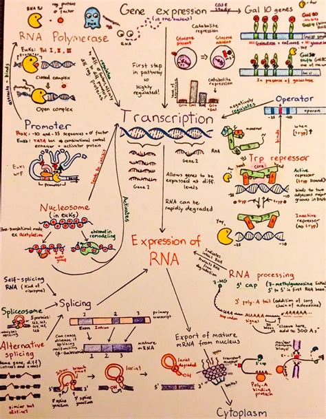 Introductory Biochemistry Flowcharts | Teaching biology, Biology classroom, Biology teacher