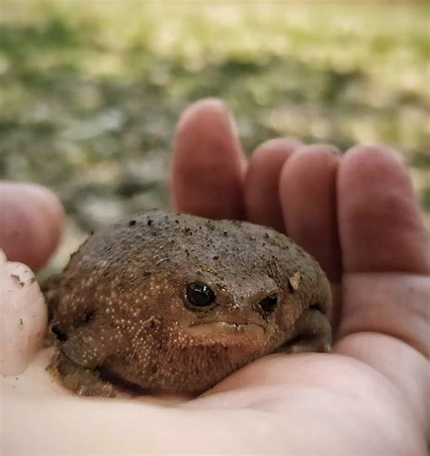 Desert Rain Frog Size